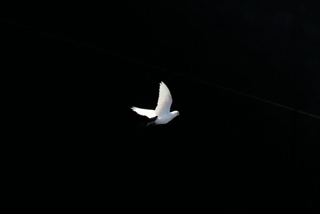 A white bird flies against a black background